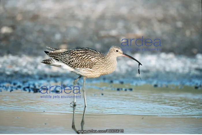 : CURLEW - juvenile, wading at shore edge : CURLEW - juvenile, wading at shore edge