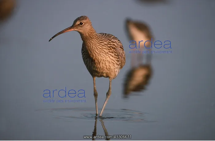 : CURLEW - juvenile wading in water : CURLEW - juvenile wading in water