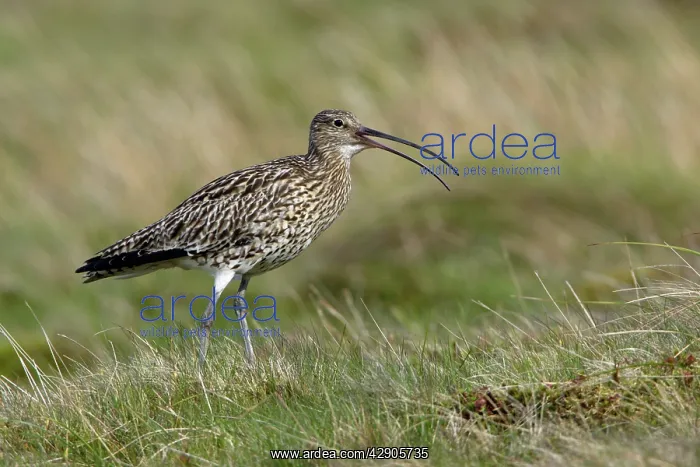 : Curlew - Male calling in moorland breeding territory : Curlew - Male calling in moorland breeding territory