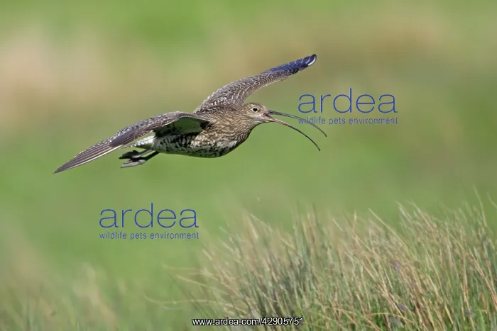 : Curlew - Male singing in flight over breeding territory : Curlew - Male singing in flight over breeding territory
