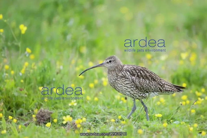 : Curlew - In meadow full of Buttercups : Curlew - In meadow full of Buttercups