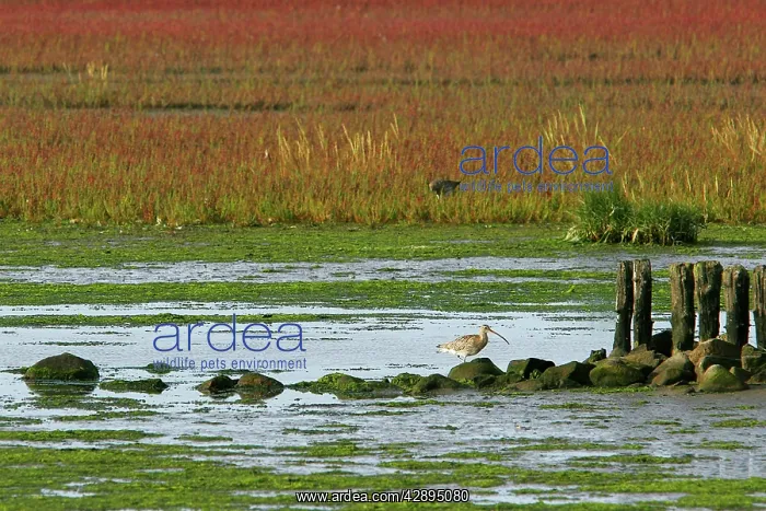 : Curlew - during the migration : Curlew - during the migration