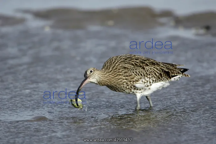 : Curlew - on mudflats with caught crab : Curlew - on mudflats with caught crab