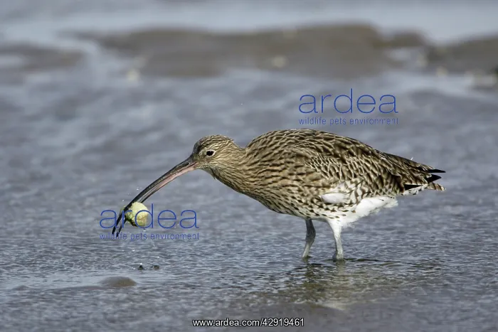 : Curlew - on mudflats with caught crab : Curlew - on mudflats with caught crab