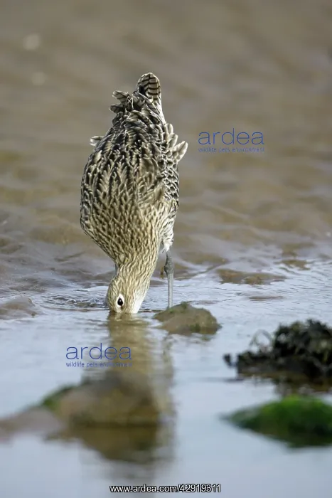 : Curlew - on mudflats searching for food : Curlew - on mudflats searching for food