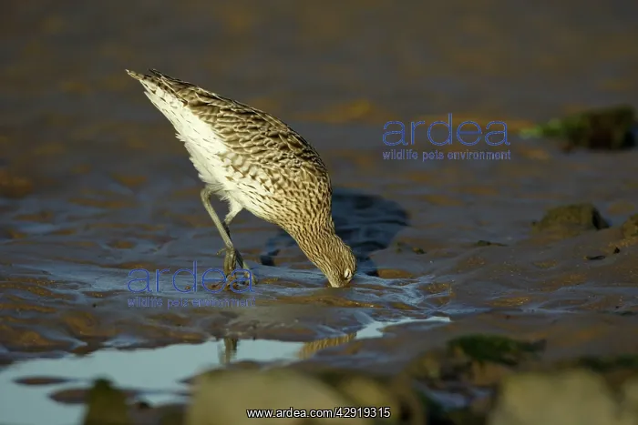 : Curlew - on mudflats searching for food : Curlew - on mudflats searching for food