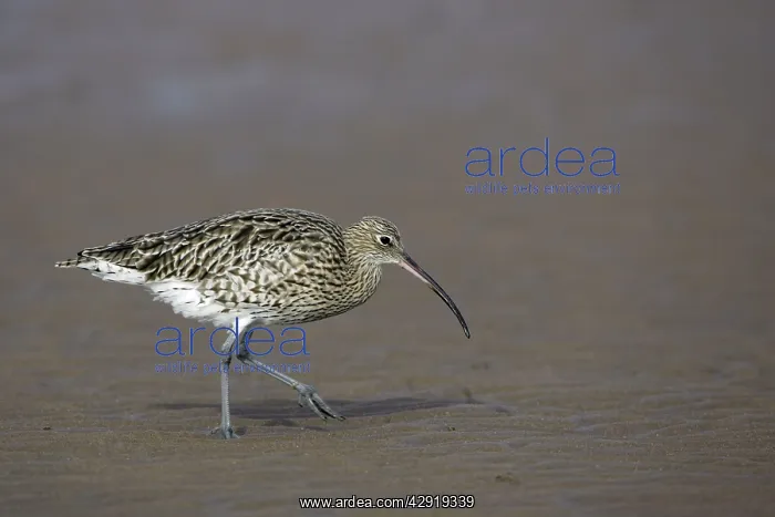 : Curlew - on mudflats searching for food : Curlew - on mudflats searching for food