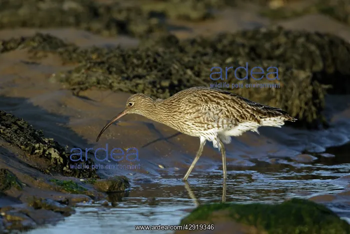 : Curlew - on mudflats searching for food : Curlew - on mudflats searching for food
