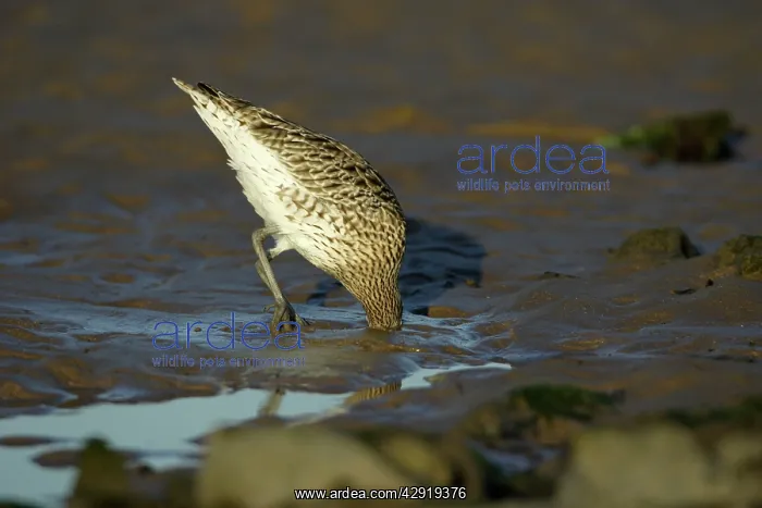 : Curlew - on mudflats searching for food : Curlew - on mudflats searching for food