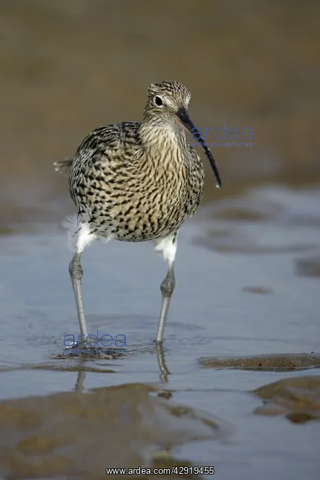 : Curlew - on mudflats searching for food : Curlew - on mudflats searching for food