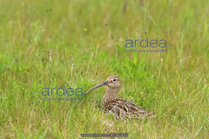 : Curlew - At nest on the alert : Curlew - At nest on the alert