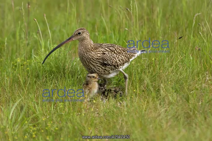 : Curlew - At nest with chicks on grassland : Curlew - At nest with chicks on grassland
