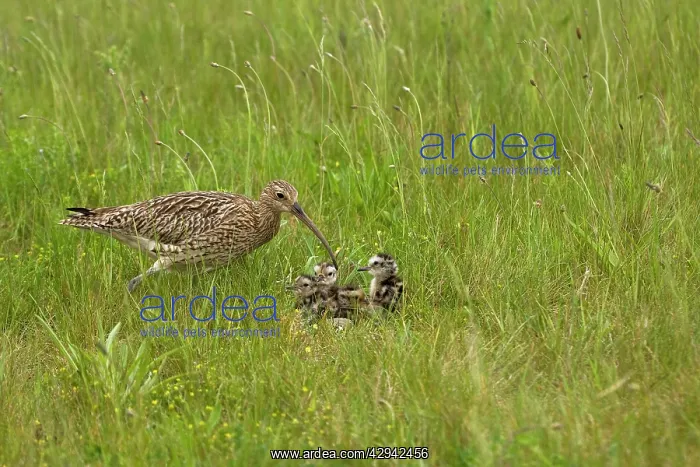 : Curlew - At nest with chicks on grassland : Curlew - At nest with chicks on grassland