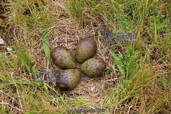 : Curlew - Nest four large olive green eggs : Curlew - Nest four large olive green eggs