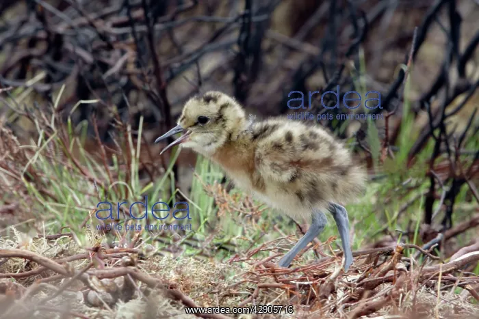 : Curlew - Newly hatched chick calling to parents : Curlew - Newly hatched chick calling to parents