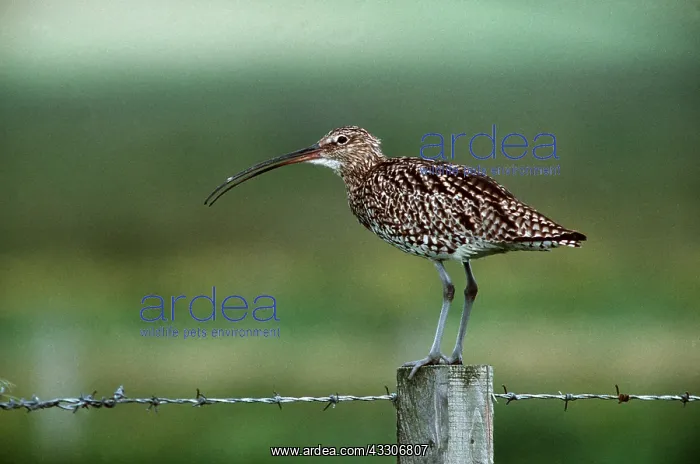 : CURLEW - PERCHED ON FENCE POST : CURLEW - PERCHED ON FENCE POST