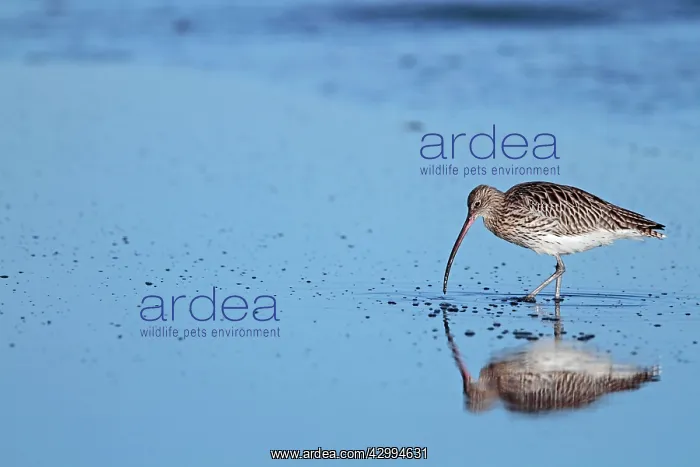 : Curlew - probing for food Holy Island, Lindisfarne : Curlew - probing for food Holy Island, Lindisfarne