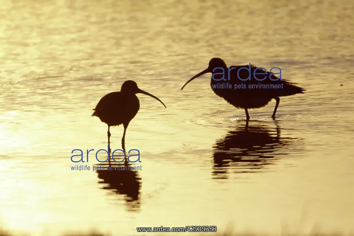 : Curlew - two resting in lake at sunset : Curlew - two resting in lake at sunset