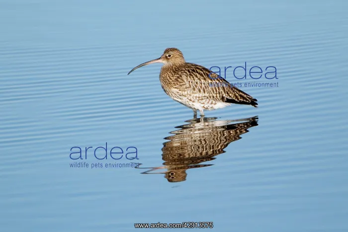 : Curlew - resting in sea at low tide - autumn : Curlew - resting in sea at low tide - autumn