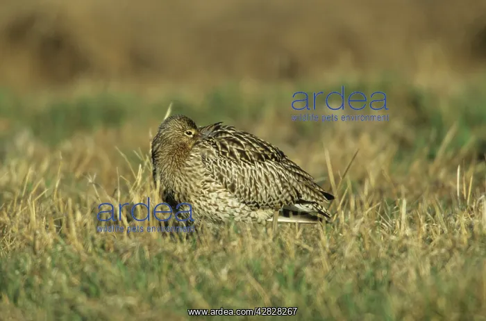 : Curlew - Roosting : Curlew - Roosting