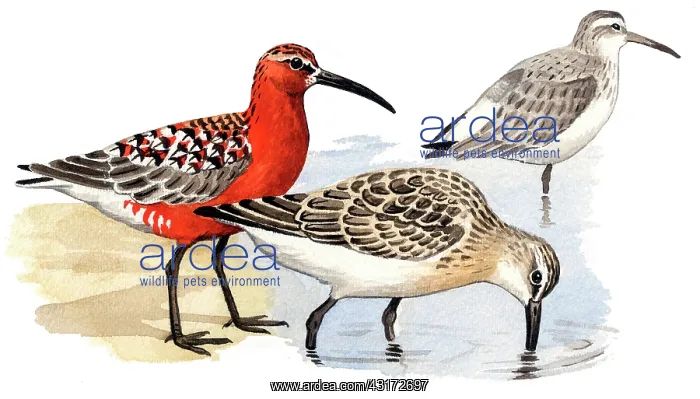 : Curlew Sandpiper : Curlew Sandpiper