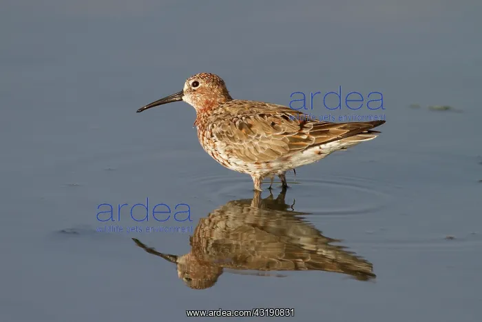 : Curlew Sandpiper : Curlew Sandpiper