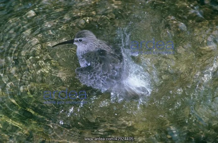: Curlew Sandpiper - bathing : Curlew Sandpiper - bathing