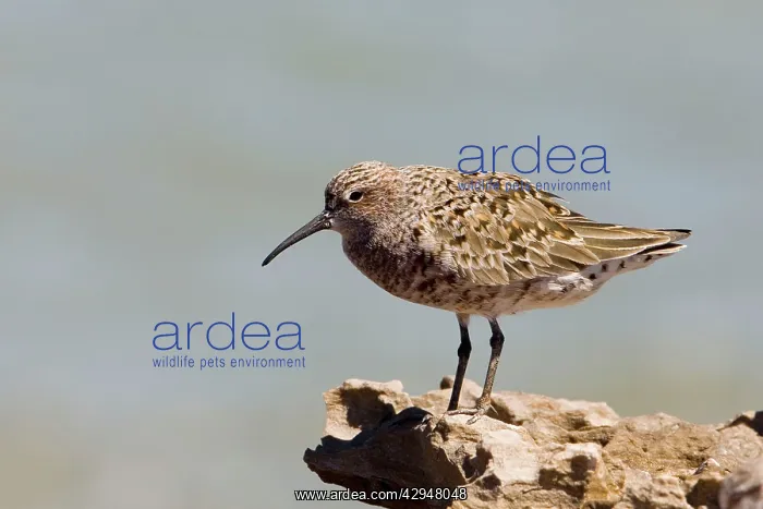 : Curlew Sandpiper in breeding plumage : Curlew Sandpiper in breeding plumage