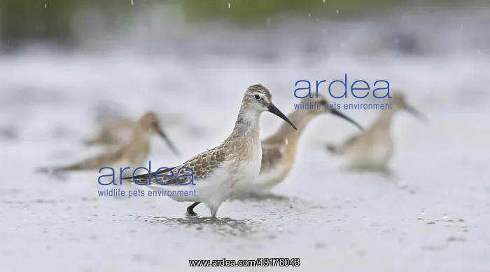  : Curlew Sandpiper (Calidris ferruginea), Austria