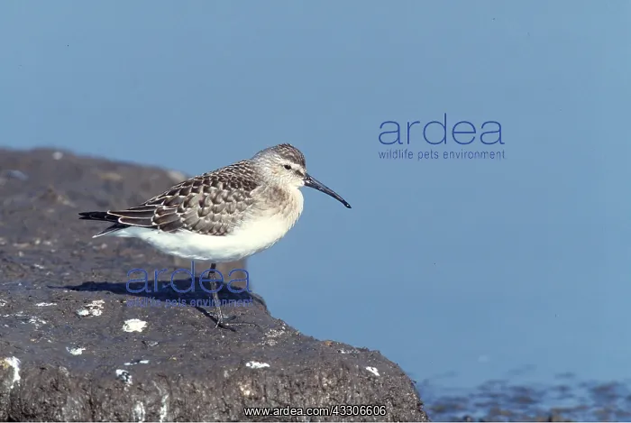 : CURLEW SANDPIPER - juvenile on rock : CURLEW SANDPIPER - juvenile on rock