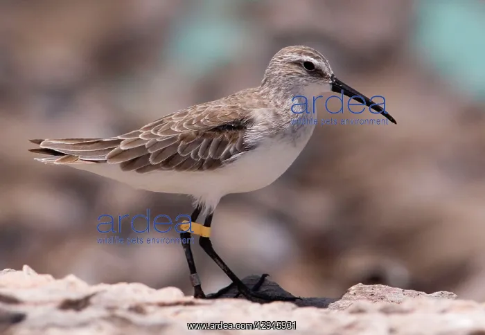 : Curlew Sandpiper - leg-flagged in winter plumage : Curlew Sandpiper - leg-flagged in winter plumage