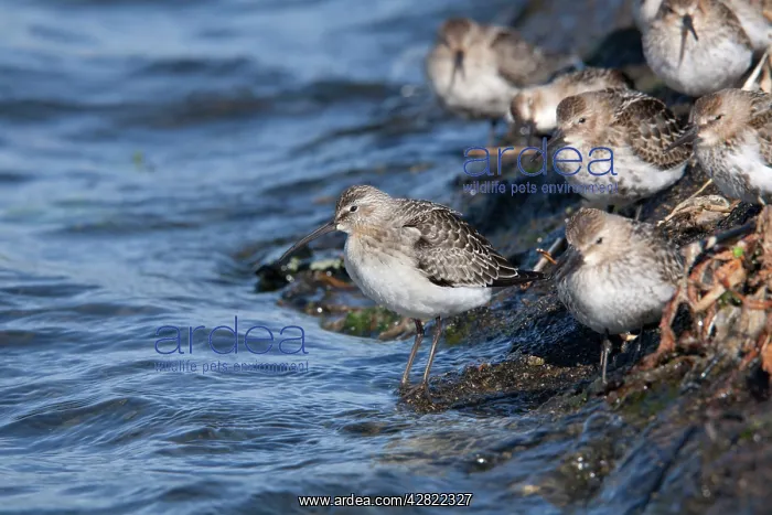 : Curlew Sandpiper (on left) with Dunlin (Calidris alpina) : Curlew Sandpiper (on left) with Dunlin (Calidris alpina)