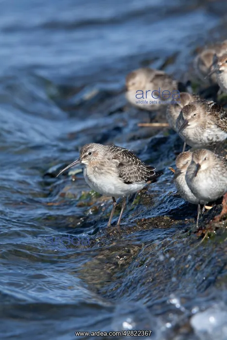 : Curlew Sandpiper (on left) with Dunlin (Calidris alpina) : Curlew Sandpiper (on left) with Dunlin (Calidris alpina)