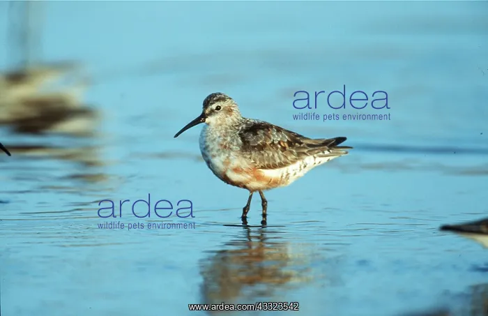 : CURLEW SANDPIPER - IN WATER : CURLEW SANDPIPER - IN WATER