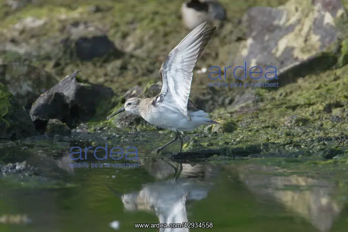 : Curlew Sandpiper - With Wings outstretched : Curlew Sandpiper - With Wings outstretched