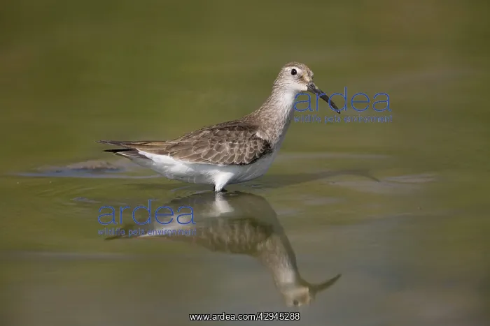 : Curlew Sandpiper winter plumage : Curlew Sandpiper winter plumage