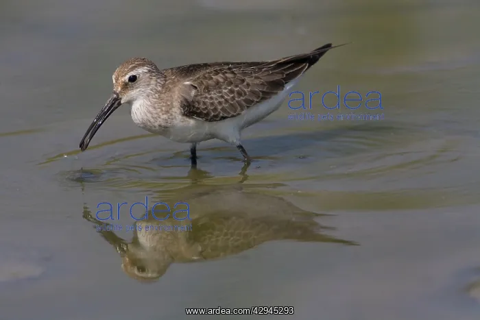 : Curlew Sandpiper winter plumage : Curlew Sandpiper winter plumage