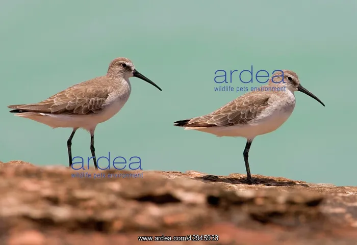 : Curlew Sandpipers - in winter plumage : Curlew Sandpipers - in winter plumage
