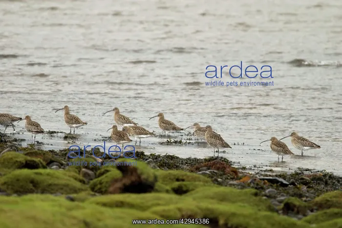 : Curlew - On shoreline : Curlew - On shoreline