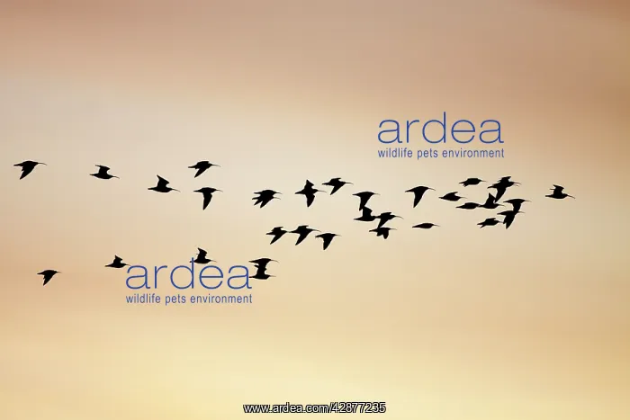 : Curlew - silhouette of flock in-flight : Curlew - silhouette of flock in-flight