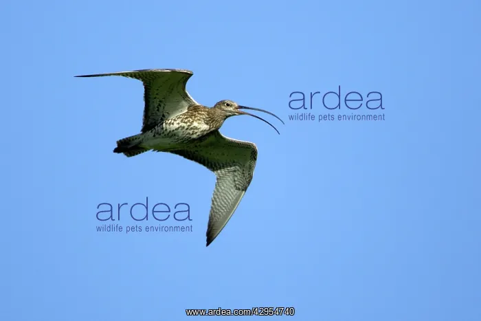 : Curlew - Singing over nesting territory : Curlew - Singing over nesting territory