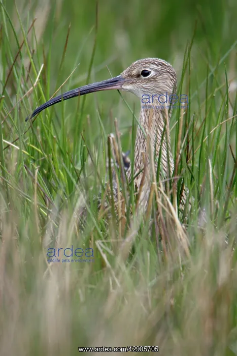 : Curlew - Sitting on nest : Curlew - Sitting on nest