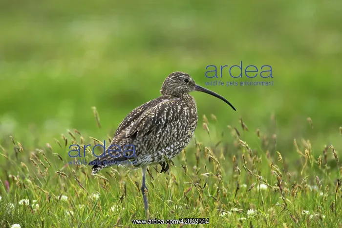 : Curlew - standing on one leg : Curlew - standing on one leg