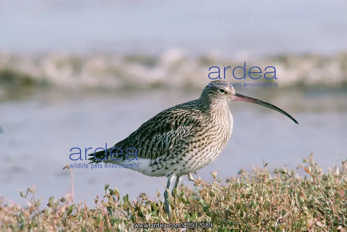  : CURLEW STANDING BY SEA