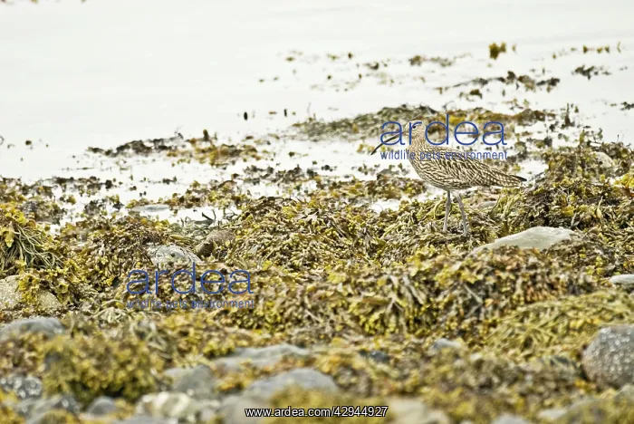 : Curlew - Standing on seaweed : Curlew - Standing on seaweed