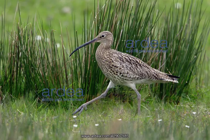 : Curlew - Walking to nest : Curlew - Walking to nest