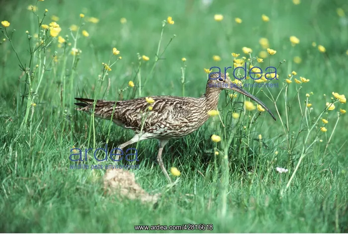 : CURLEW - in water meadow : CURLEW - in water meadow