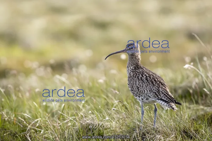  : Curlew - Yorkshire - UK