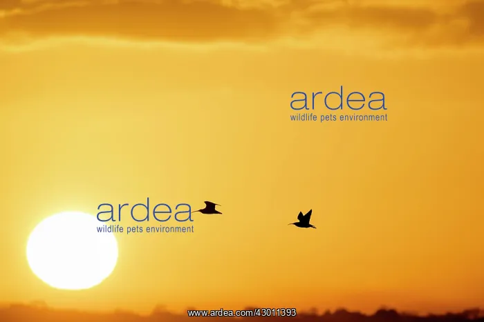 : Curlews in flight at sunset : Curlews in flight at sunset