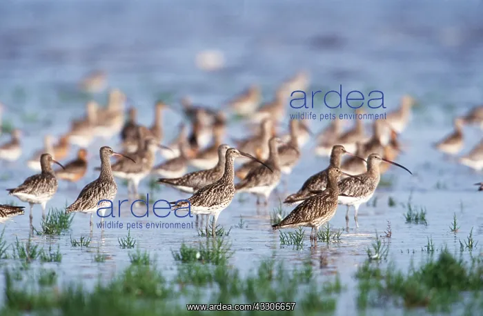 : CURLEWS - flock at sea edge : CURLEWS - flock at sea edge
